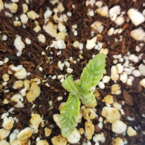 Girl Scout Cookie Extreme growlog timeline photo