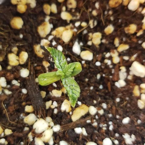 T-Dub (Trainwreck Heirloom) growlog timeline photo