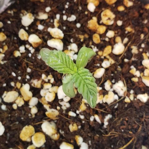 Hot Mess growlog timeline photo