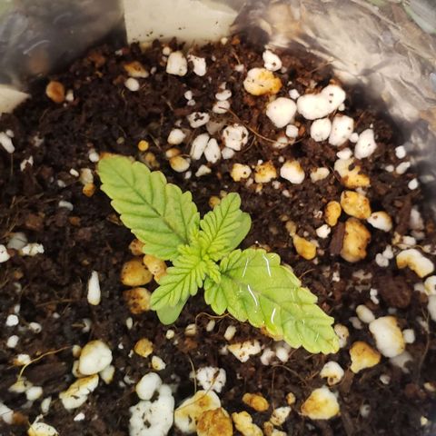 Trainwreck (Arcata cut) growlog timeline photo
