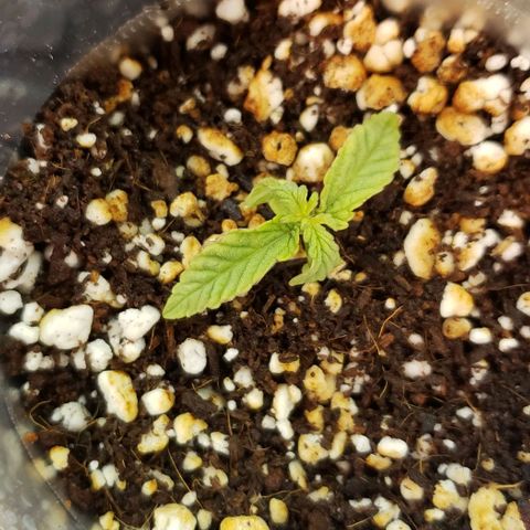 Girl Scout Cookie Extreme growlog timeline photo