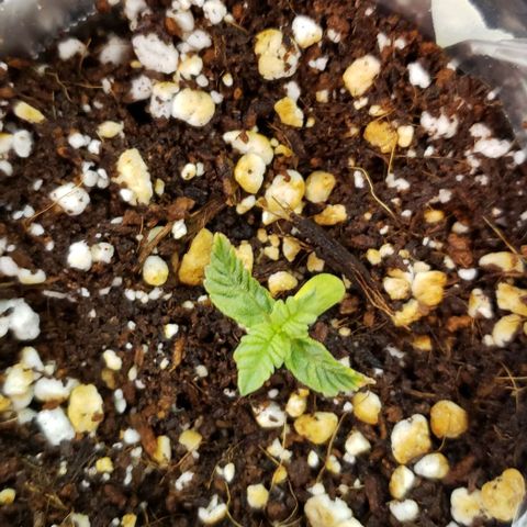 T-Dub (Trainwreck Heirloom) growlog timeline photo