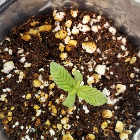 Hot Mess growlog timeline photo