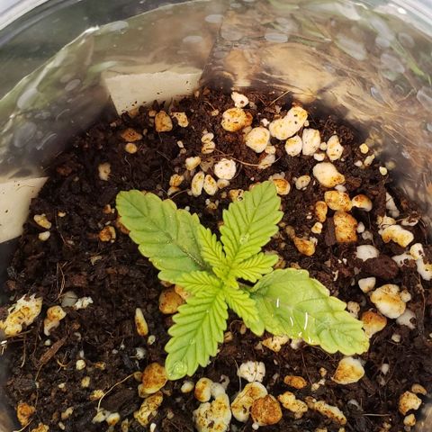 Trainwreck (Arcata cut) growlog timeline photo