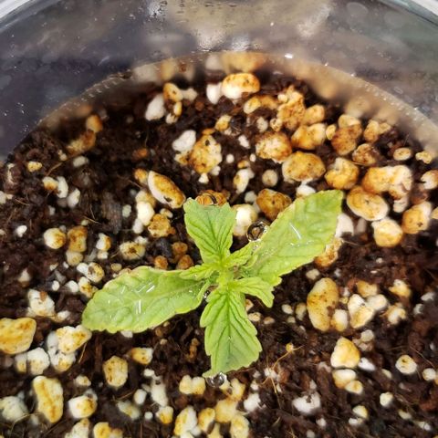 Girl Scout Cookie Extreme growlog timeline photo