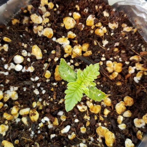 T-Dub (Trainwreck Heirloom) growlog timeline photo