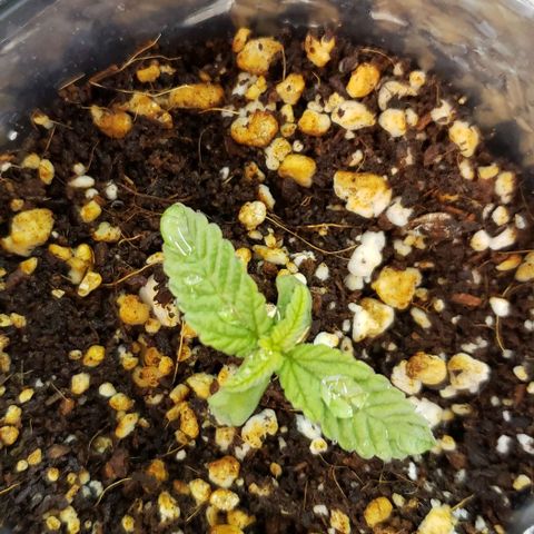 Hot Mess growlog timeline photo