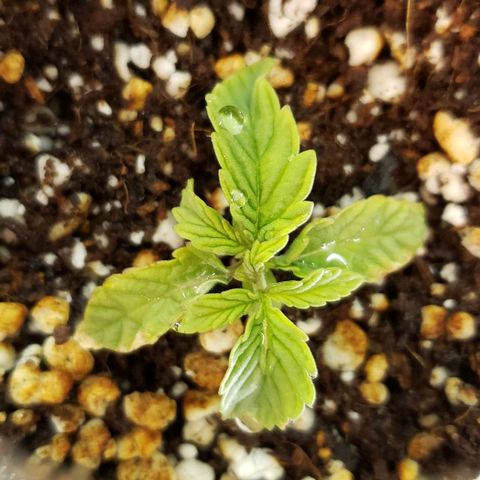 Girl Scout Cookie Extreme growlog timeline photo