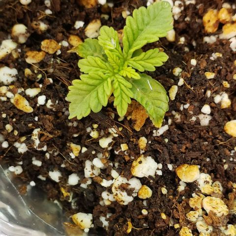 T-Dub (Trainwreck Heirloom) growlog timeline photo