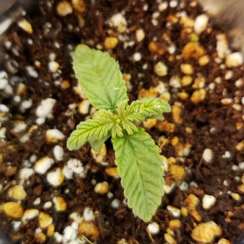 Hot Mess growlog timeline photo
