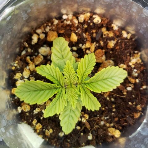 Trainwreck (Arcata cut) growlog timeline photo