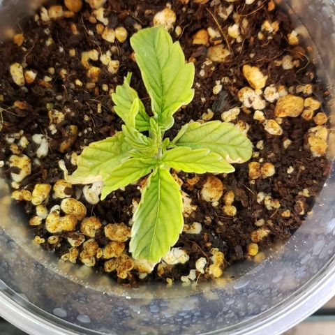 Girl Scout Cookie Extreme growlog timeline photo