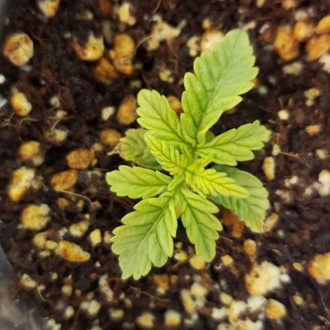 T-Dub (Trainwreck Heirloom) growlog timeline photo