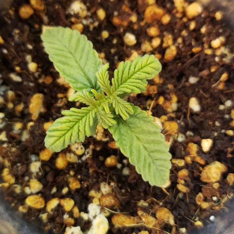Hot Mess growlog timeline photo