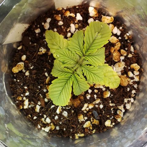 Trainwreck (Arcata cut) growlog timeline photo