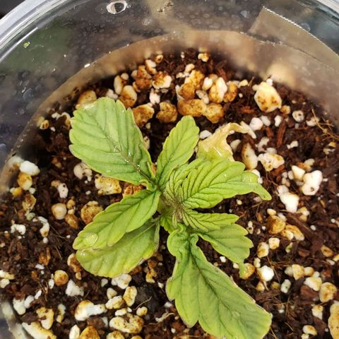 Girl Scout Cookie Extreme growlog timeline photo