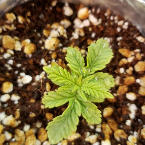 T-Dub (Trainwreck Heirloom) growlog timeline photo