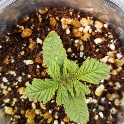 Hot Mess growlog timeline photo