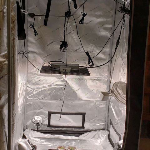 T-Dub (Trainwreck Heirloom) growlog photo: Raised lights and moved plants to floor of tent.