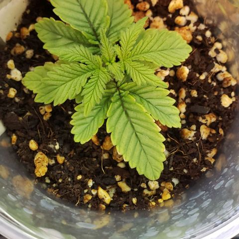 Trainwreck (Arcata cut) growlog timeline photo