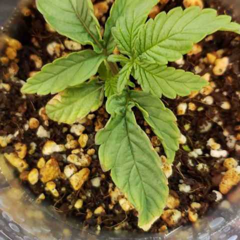 Girl Scout Cookie Extreme growlog timeline photo