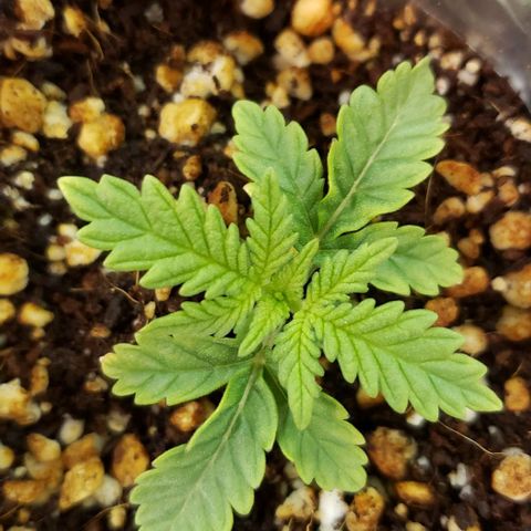 T-Dub (Trainwreck Heirloom) growlog timeline photo