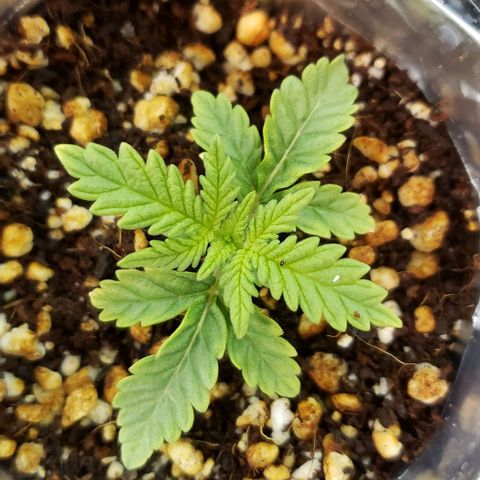T-Dub (Trainwreck Heirloom) growlog timeline photo