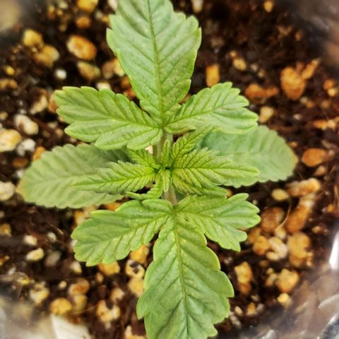 Hot Mess growlog timeline photo
