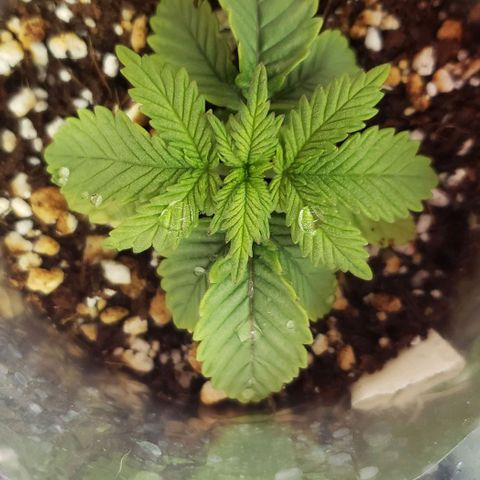 Trainwreck (Arcata cut) growlog timeline photo