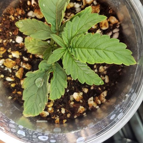 Girl Scout Cookie Extreme growlog timeline photo
