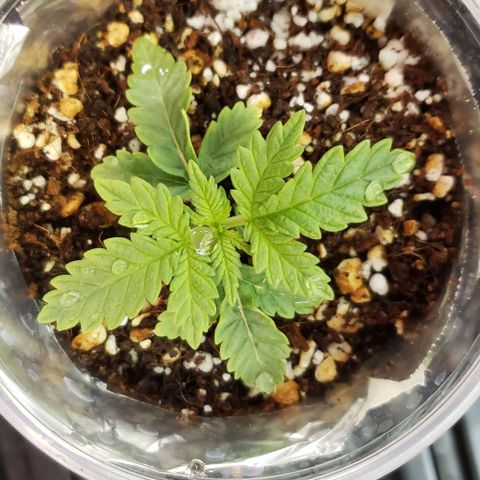 T-Dub (Trainwreck Heirloom) growlog timeline photo