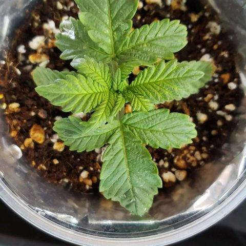 Hot Mess growlog timeline photo
