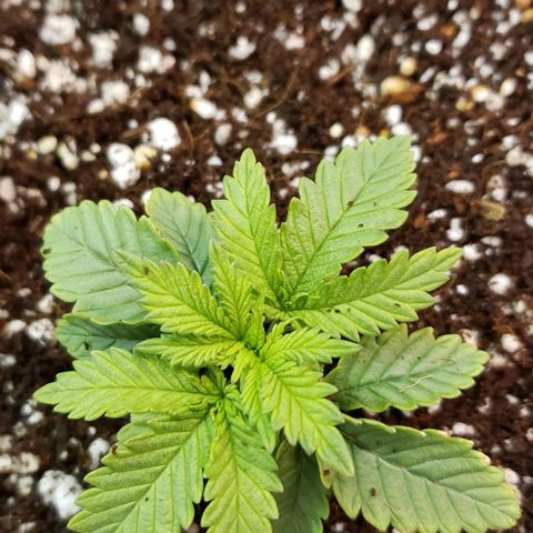 Trainwreck (Arcata cut) growlog timeline photo