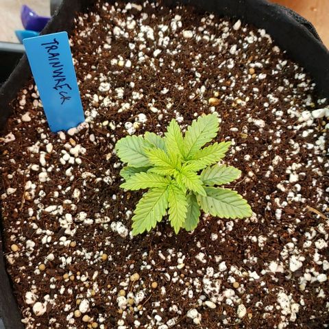 Trainwreck (Arcata cut) growlog timeline photo