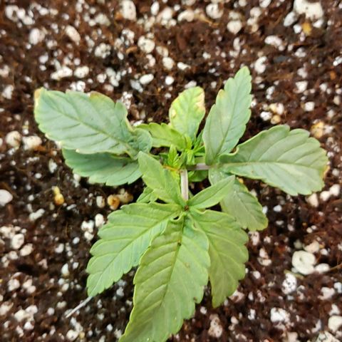 Girl Scout Cookie Extreme growlog timeline photo