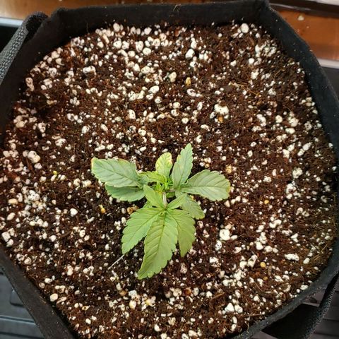 Girl Scout Cookie Extreme growlog timeline photo