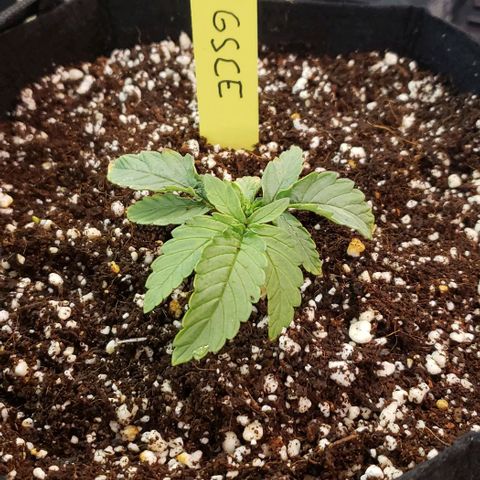 Girl Scout Cookie Extreme growlog timeline photo