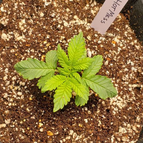 Hot Mess growlog timeline photo