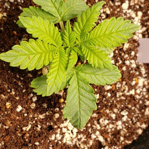 Hot Mess growlog timeline photo
