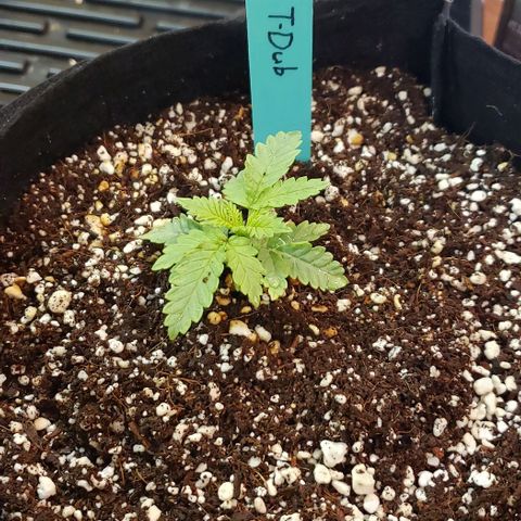 T-Dub (Trainwreck Heirloom) growlog timeline photo