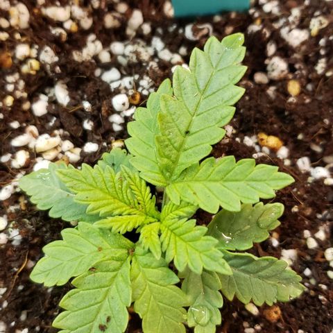 T-Dub (Trainwreck Heirloom) growlog timeline photo