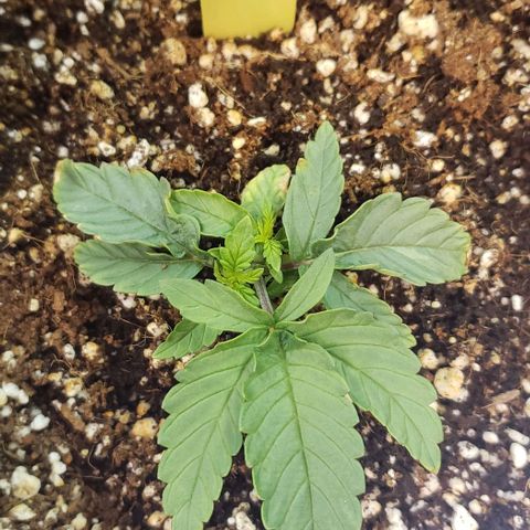 Girl Scout Cookie Extreme growlog timeline photo