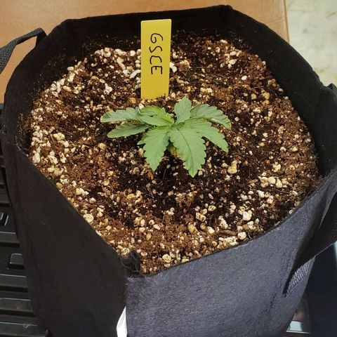 Girl Scout Cookie Extreme growlog timeline photo