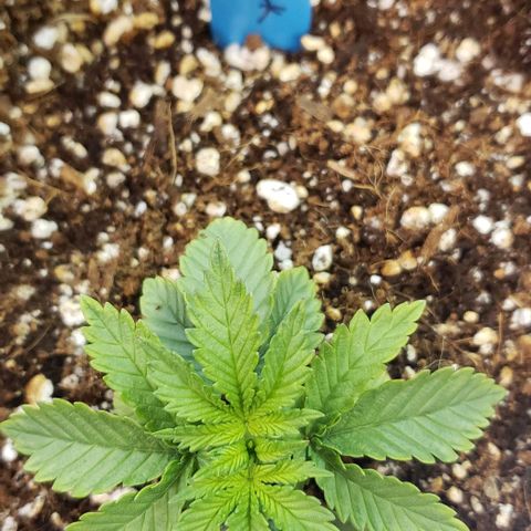 Trainwreck (Arcata cut) growlog timeline photo