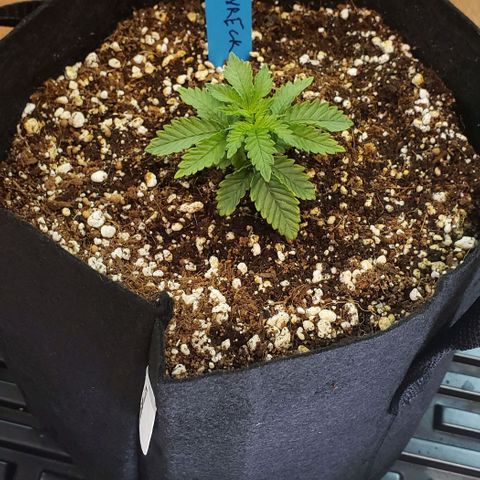Trainwreck (Arcata cut) growlog timeline photo