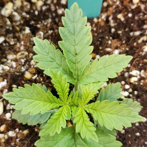 T-Dub (Trainwreck Heirloom) growlog timeline photo