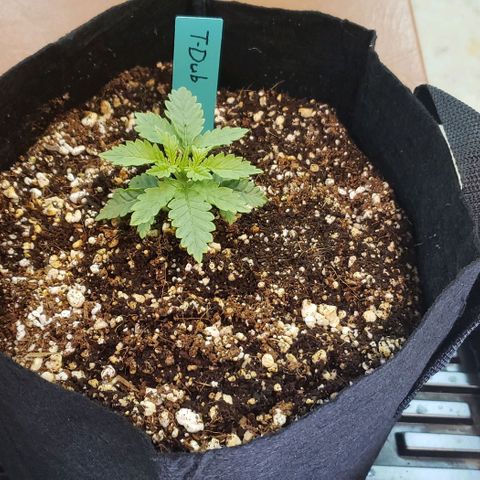 T-Dub (Trainwreck Heirloom) growlog timeline photo