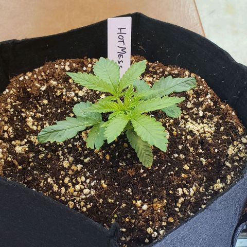 Hot Mess growlog timeline photo