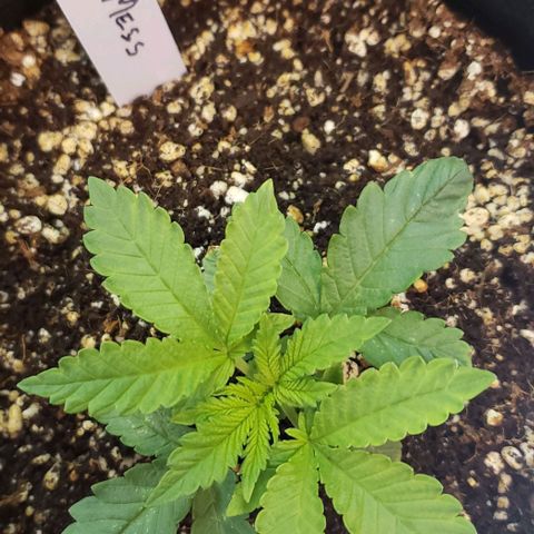 Hot Mess growlog timeline photo