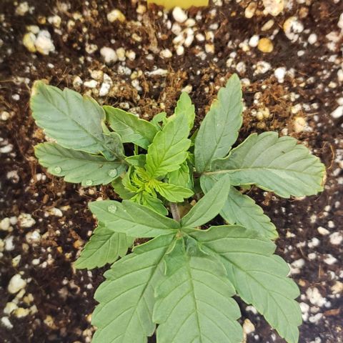 Girl Scout Cookie Extreme growlog timeline photo